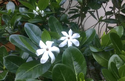 Opoa Cabin | Raiatea sur Mer