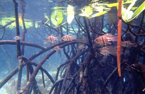 Raja Ampat Other | Raja Ampat Snorkeling