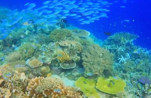 Raja Ampat Other | Raja Ampat Snorkeling