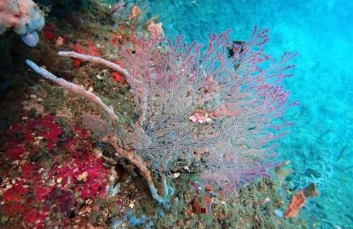 Raja Ampat Other | Raja Ampat Snorkeling