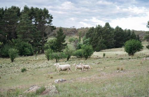 Bungendore House | Red Gum at Aranya Acres by Tiny Away