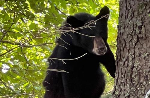 Bear Creek Apartment | Resurrection River Rentals