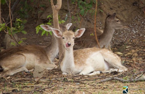 Jirapa Resort | Royal Cosy Hills - Safari Resort