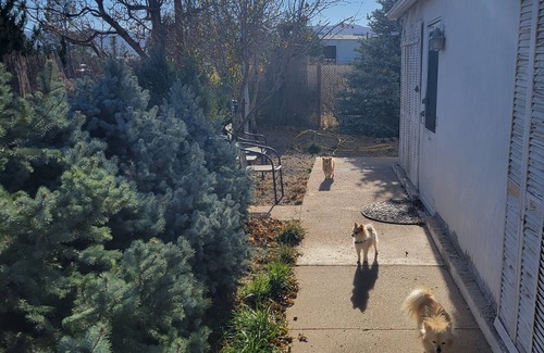 Florence House | Royal Gorge Arkansas River Vacation Bungalow, Clean, 4/20 & Pet Friendly
