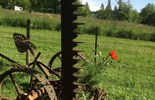Clatskanie Cabin | Rustic forest cabin - perfect for solo travelers who cherish privacy and quiet.