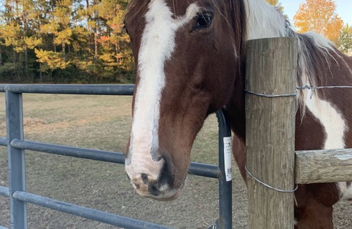 Baldwin County RV Rental | RV or horse trailer hookup with pasture for horses