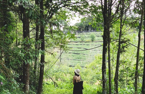 Cha Pai Bed & Breakfast | Sapa Plum Homestay