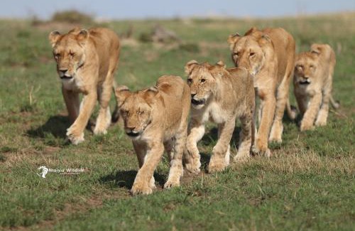Maasai Mara House | Savannah Solace Mara Camp