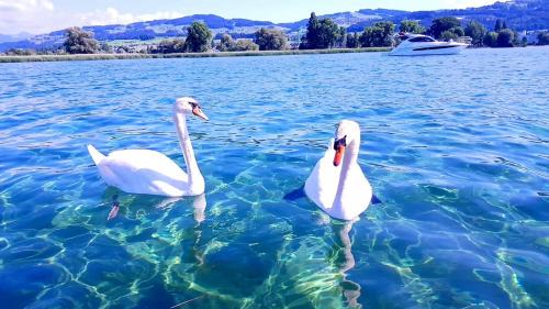 Arbon Apartment | Schönes Studio in Arbon am Bodensee Neu Klimatisiert !