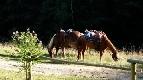 Monchdorf Bed & Breakfast | Scherhäuflranch