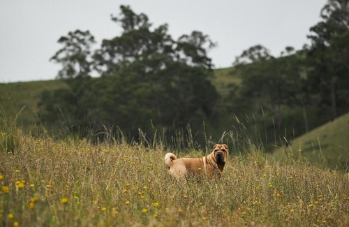 Gloucester Tops House | Secluded Off-Grid Cabin - Pet Friendly - Roscoe