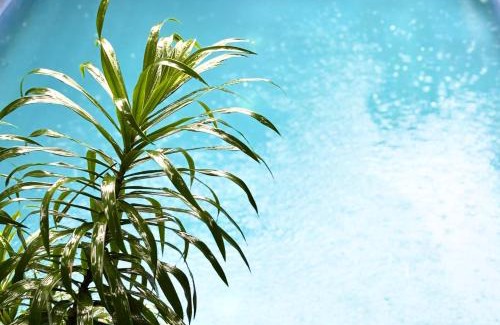 Arambol Apartment | Serendipity Goa - Apartments and Cafe