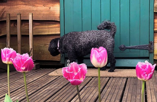Bethania Cabin | Shire the Shepherd's Hut - Welcoming Dogs