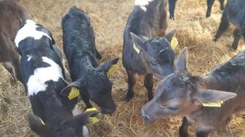 Slane Hostel | Slane Farm Hostel, Cottages and Camping