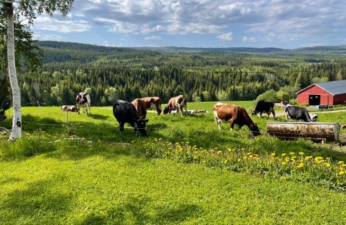 Snasa House | Smedja overnatting og ysteri