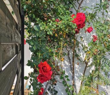 Lindenberg im Allgaeu Apartment | Sonnenoase Lindenberg