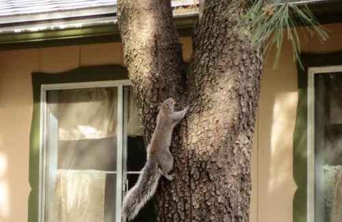 Ponderosa Park House | Squirrels Run - Prescott Cabin Rentals