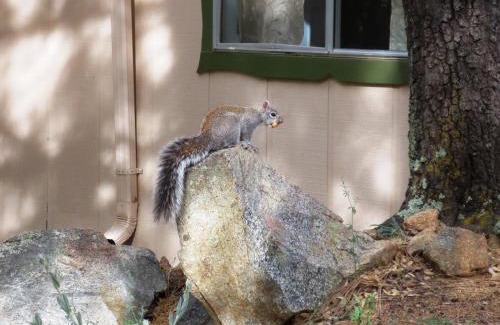 Ponderosa Park House | Squirrels Run - Prescott Cabin Rentals
