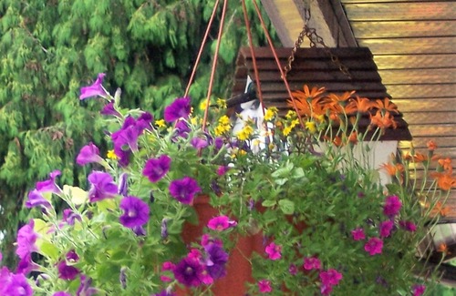 Anglemont House | St. Ives Resort, Shuswap Lake - Pet Friendly, Dock, FREE Kayaks & Boards, 2-bdrm