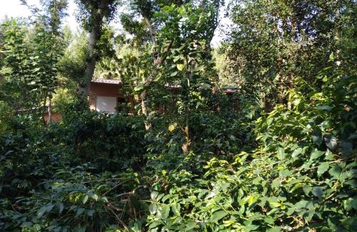 Somvarpet Bed & Breakfast | StaySimple Spicefarm