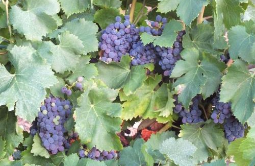 Prades-sur-Vernazobre Bed & Breakfast | Sur la Bonnefooi