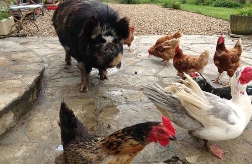 Wyke Regis Bed & Breakfast | Swallows Rest