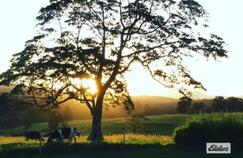 Millaa Millaa House | The Falls Teahouse