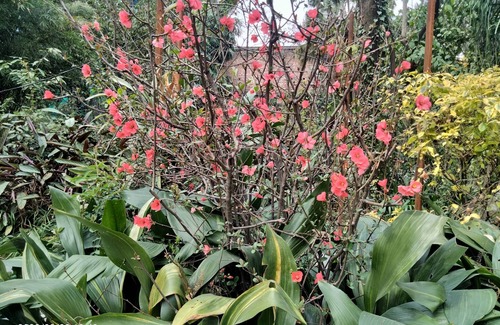 Sidhpur House | The Jungle Bungalow #Bella Finestra is a nature's bliss.