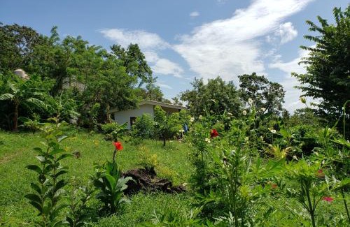 Merida Cabin | The Jungle
