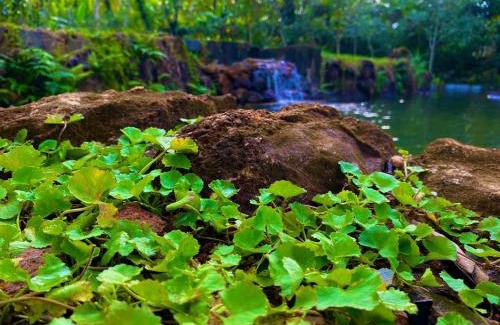 Nelluwa House | The Secret Garden at Mist of Sinharaja