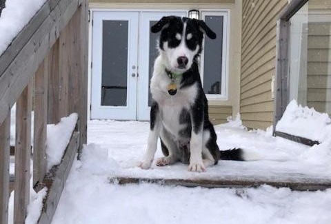 Humber Valley Bed & Breakfast | The Thoughtful Dog Bed & Breakfast