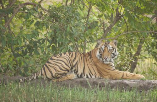 Bardia Resort | Tiger Tops Karnali Lodge
