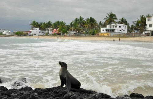Puerto Villamil House | Tour to volcan, swim with sharks! Double Room Suite #4