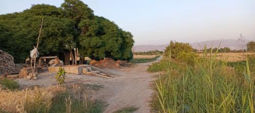 Punjab Other | Traditional Village Farm Stay Nature & Peace in desi food