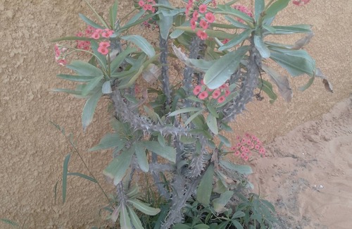 Nouakchott House | Typical mauritanian home in central Nouachott, cosy and quiet with garden