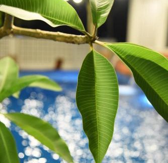 Serom House | Unit 01 Homestay Private pool