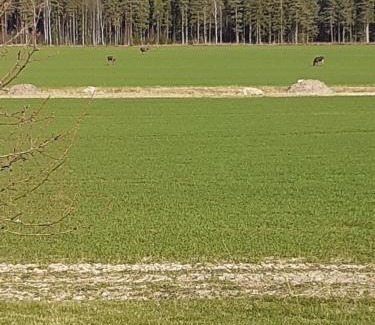 Saffle House | Värmlandsnäs Valdersrud Stenröse