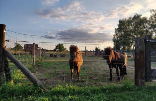 Lanaken House | Vacation on the farm
