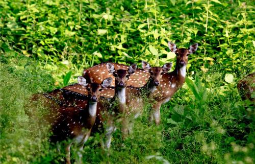 Kalloor House | Vayal Veedu - Luxury Farm Villas by the woods