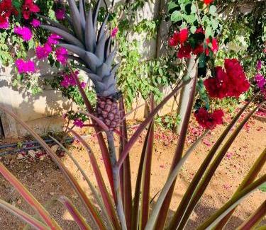 San Juan del Sur Hotel | Villa Francia