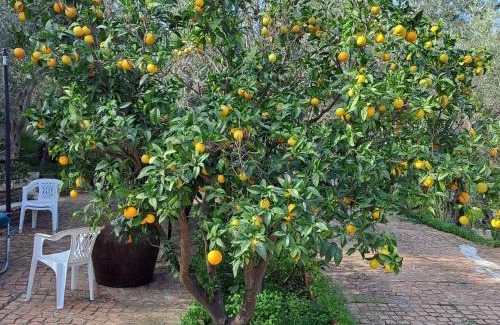 Rometta Bed & Breakfast | Villa Gatto