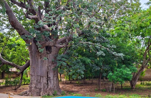 Saly Petite Cote Villa | Villa Oasis in Senegal for 6 to 7 people with private pool.