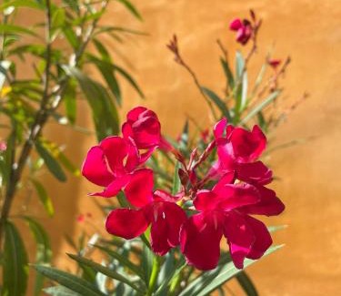 Casima Bed & Breakfast | Villa Oleandro