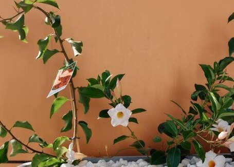 Healesville Apartment | Vine Close Apartment