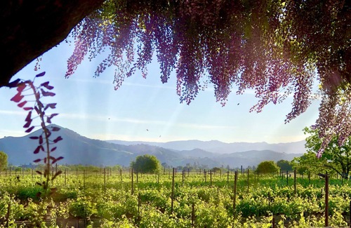Morgan Hill Apartment | Vineyard suite located in the orchard with private entrance.