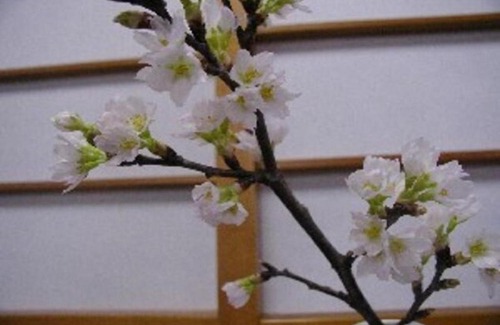 Sakata Hotel | Wakaba Ryokan / Vacation STAY 29460