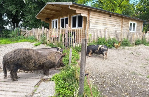 Stevensbeek Ski Chalet | Waking up among the grunting pigs