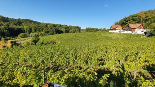 Lang Apartment | Weingut & Ferienwohnungen Lenhard