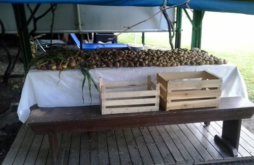 Valmozzola RV Rental | WILD Camping Site in an Italian Orchard
