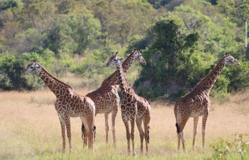 Kinazi Boat Rental | Wildlife friendly safari